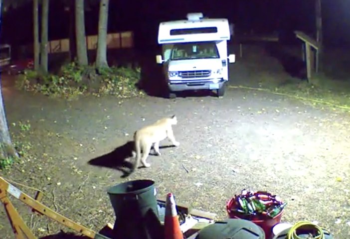 Bill Serrahn provided this photo of a cougar that recently moved through his property in Packwood.